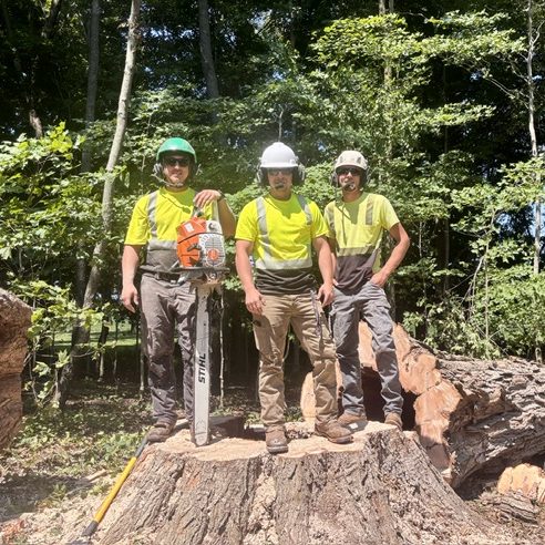 three members of the oberlanders team standing on tree trunk in safety equipment