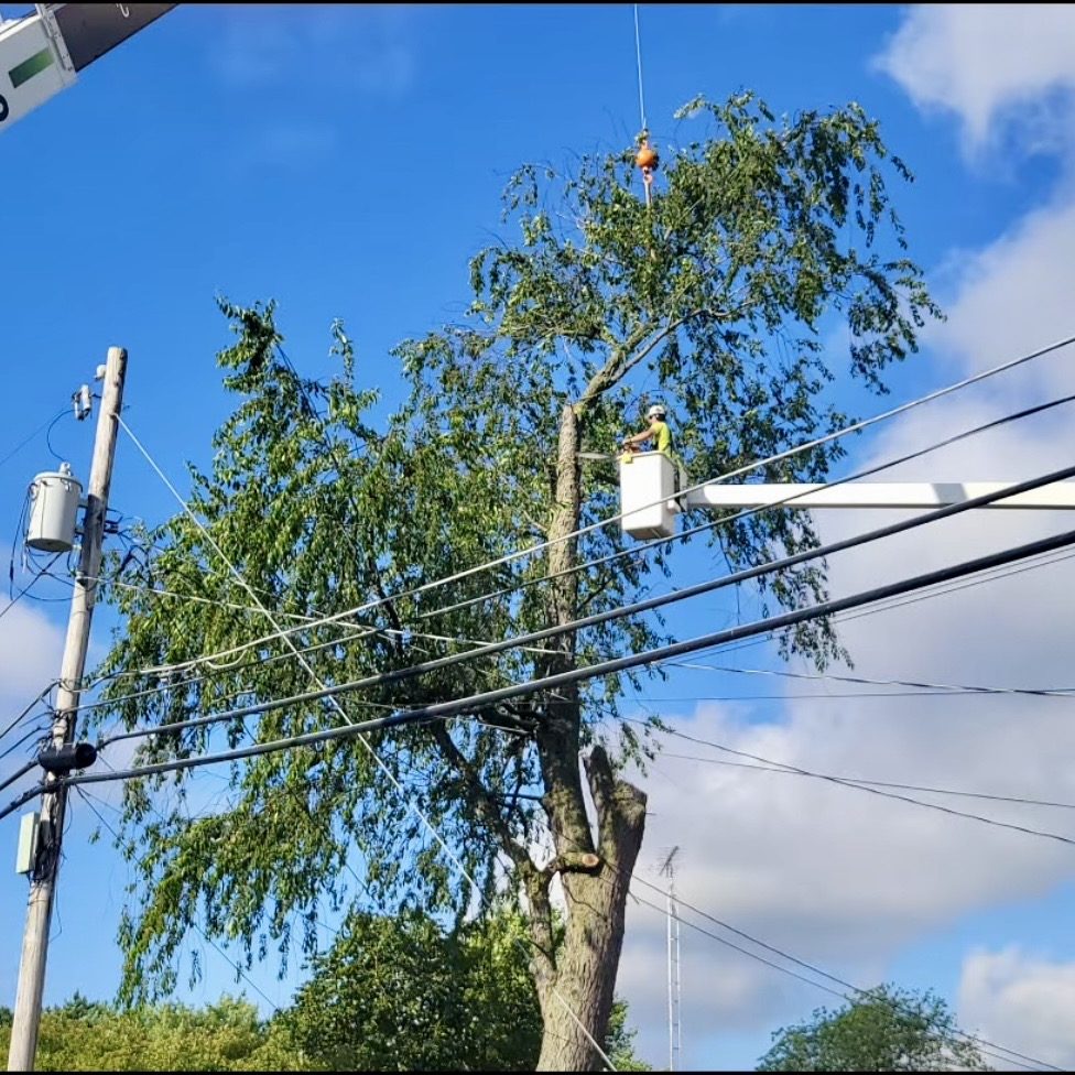 Oberlanders worker trimming a tree for utilities in a bucket truck