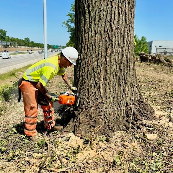 Worker using a chainsaw to remove a tree