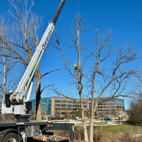 Oberlanders truck and worker removing tree for commercial property
